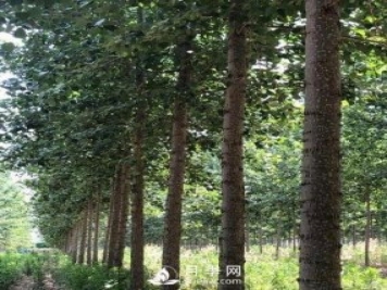 河南周口：培育出不飞絮的杨树新品种