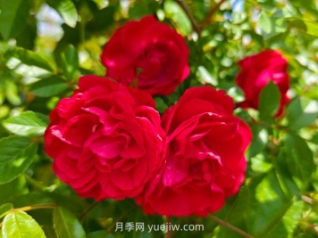 月季红木香爆花机器，花艳丽花量大花期长