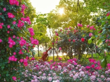 上海前滩休闲公园，月季花海盛景等你赏