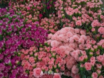 中国6大花市，全国花卉批发市场介绍